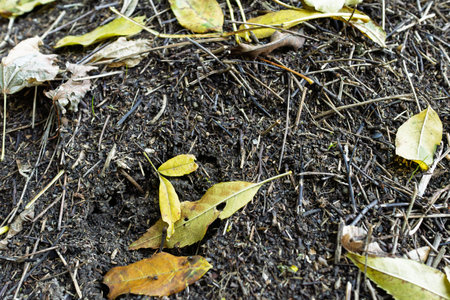 An ant hill in a forest, covered with fallen autumn leaves, blending into the natural woodland environment, highlighting the harmony of nature.の写真素材