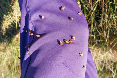 Close-up of small spiky seeds clinging to purple pants after walking through grassy terrain, illustrating seed dispersal in nature.の写真素材
