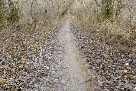 Narrow dirt path surrounded by leafless trees and dry leaves on the ground in a forest. Outdoor landscape photography of a trail. Autumn and winter nature conceptの写真素材