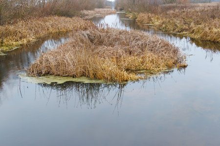 The overgrown wetlands containing calm water, dry reeds and reflecting the surrounding vegetation, capturing the beauty of the swampy ecosystem.の写真素材