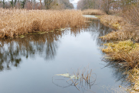The overgrown wetlands containing calm water, dry reeds and reflecting the surrounding vegetation, capturing the beauty of the swampy ecosystem.の写真素材