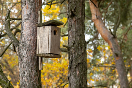 A wooden birdhouse on a tree in an autumn forest. The concept of bird nesting and wildlife habitat