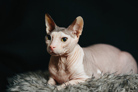 A hairless Sphynx cat lies on a fluffy fur blanket, gazing attentively against a dark background.の写真素材