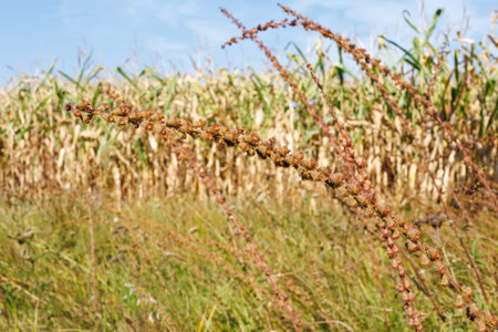 A close-up of a common cocklebur Xanthium strumarium with spiky seed pods, set against a dried cornfield under bright sunlight.の写真素材