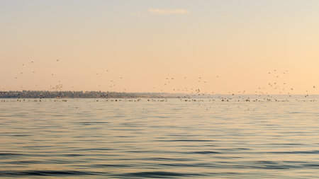 A large flock of birds actively fishing in the sea during sunset, creating a dynamic wildlife scene with rippling water and golden light.の写真素材