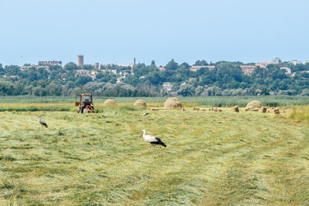 Storks walking in a freshly cut hayfield with hay bales, a tractor, and a distant townscape under a clear sky.の写真素材