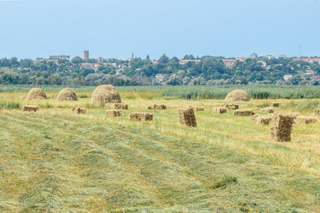 A rural landscape showing a freshly mown hay field with neatly arranged hay bales under a clear blue sky.の写真素材