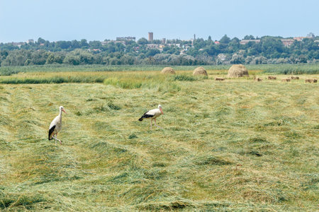 Storks walk across a freshly cut hayfield with hay bales and a distant cityscape under a clear skyの写真素材