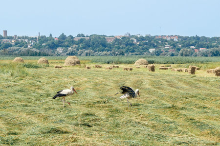 Storks walk across a freshly cut hayfield with hay bales under a clear skyの写真素材