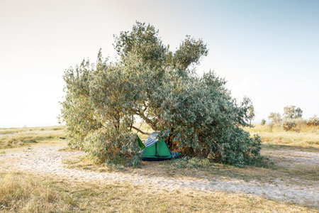 A green tent is set up under an olive tree in the countryside near the sea, providing shade and a peaceful retreat.の写真素材