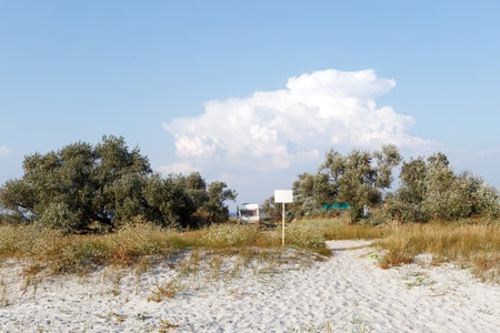 A caravan is parked near a sandy beach, surrounded by wild vegetation and trees, creating a peaceful and secluded camping spot.の写真素材