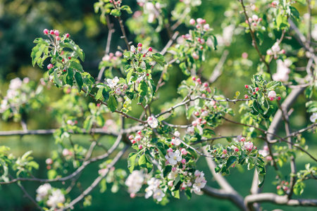 Close-up of an apple tree with blooming white and pink flowers, surrounded by fresh green leaves in bright sunlight.の写真素材