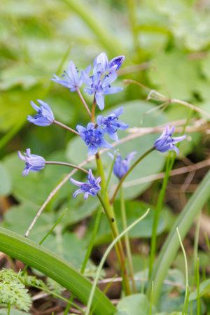 Close up of blooming Scilla bifolia flowers in early spring surrounded by grass. Macro view in grassy environment. Nature and botanical photography.の写真素材