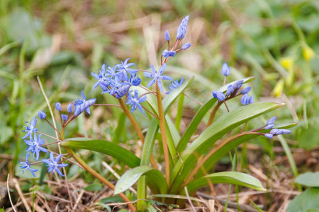 Close up of blooming Scilla bifolia flowers in early spring surrounded by grass. Macro view in grassy environment. Nature and botanical photography.の写真素材