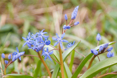 Close up of blooming Scilla bifolia flowers in early spring surrounded by grass. Macro view in grassy environment. Nature and botanical photography.の写真素材