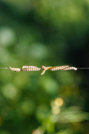 Yponomeuta cagnagella caterpillars. Larvae of the spindle-shaped ermine descend on a silk thread. Insect pests and nature conceptの写真素材