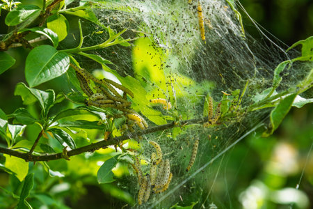 Yponomeuta cagnagella caterpillars clustered on tree branches covered with silk tape. Macro photography in a natural green environment. Insect pests and nature concept.の写真素材