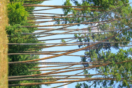 A cluster of slender tall pine trees. Picturesque view of a pine grove.の写真素材