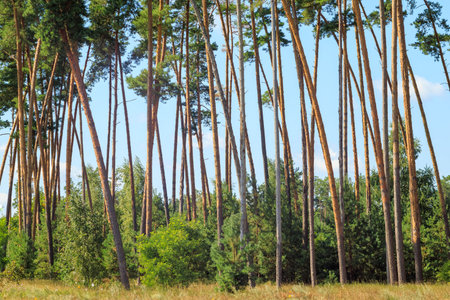 A cluster of slender tall pine trees. Picturesque view of a pine grove. Ideal for landscape design and printing.の写真素材