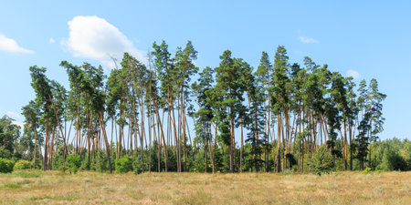 A cluster of slender tall pine trees. A picturesque view of a pine grove bordering a field with dry grass under a bright summer sky. Ideal for landscape design and printing.の写真素材