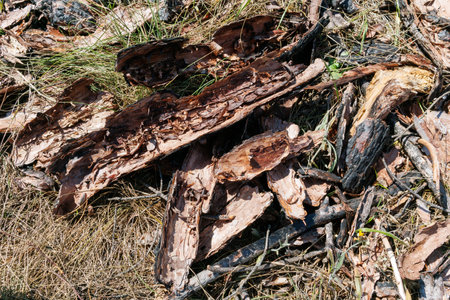 Pile of dried pine tree bark and charred wood fragments on dry grass. Close-up photography of natural materials in nature. Ecology and forest concept.の写真素材