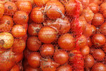 Bunch of fresh onions packed in red mesh bags. Enlarged image of onion storage for market or transport.の写真素材