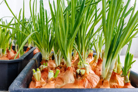 Growing spring onion ang fresh microgreens in a plastic crate under natural light at home on windowsill.の写真素材