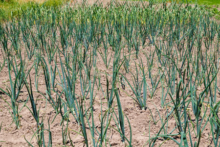 Green onions grow in the garden. Green onion plants growing in a cultivated field. Agricultural lands for the production of vegetablesの写真素材