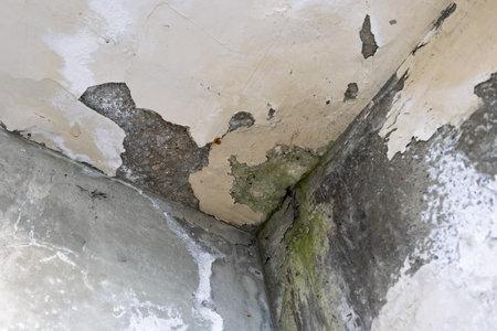 A close-up of a deteriorating wall corner with peeling paint, exposed concrete, and mold growth, indicating moisture damage and decay.の写真素材