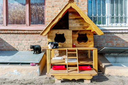 Wooden cat house on the street with stray cats.の写真素材