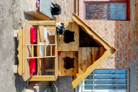 Wooden cat house on the street with stray cats.の写真素材