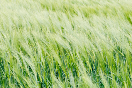 A lush green barley field with stalks gently swaying in the wind, creating a serene and natural agricultural landscape.の写真素材