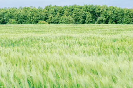 A lush green barley field with stalks gently swaying in the wind, creating a serene and natural agricultural landscape.の写真素材