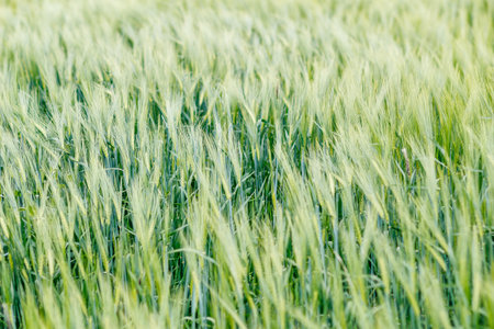 A lush green barley field with stalks gently swaying in the wind, creating a serene and natural agricultural landscape.の写真素材
