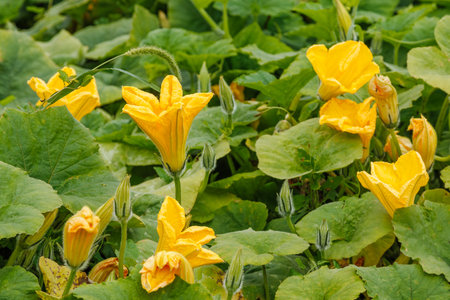 Yellow pumpkin flowers blooming among green leaves in the garden. Close-up photography of plant growth. Nature and gardening conceptの写真素材