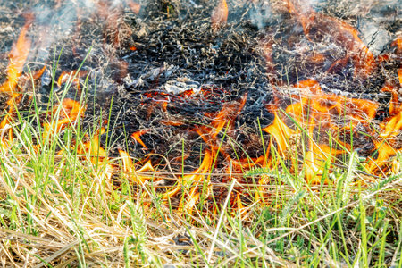 Burning dry grass on field close up. Fire in the field. Environmental disaster, environment, climate change, environmental pollutionの写真素材