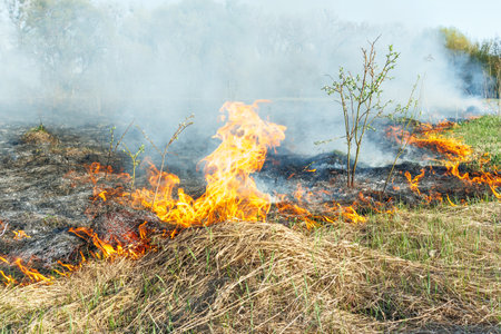 Burning dry grass on field close up. Fire in the field. Environmental disaster, environment, climate change, environmental pollutionの写真素材