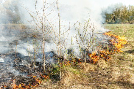 Burning dry grass on the field. Fire in the field. Environmental disaster, environment, climate change, environmental pollutionの写真素材