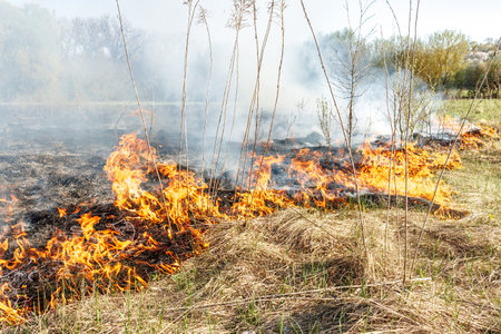 Burning dry grass on the field. Fire in the field. Environmental disaster, environment, climate change, environmental pollutionの写真素材