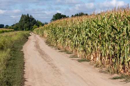 A narrow dirt road runs through a green cornfield under a bright blue sky, symbolizing rural agriculture and countryside landscapes.の写真素材