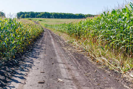 A narrow dirt road runs through a green cornfield under a bright blue sky, symbolizing rural agriculture and countryside landscapes.の写真素材