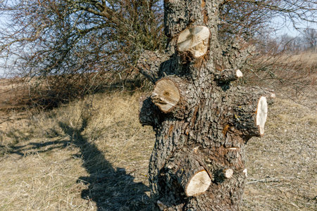 Close-up of a tree trunk with multiple cut branches, showing rough textured bark and fresh wood cuts in a dry rural landscape.の写真素材