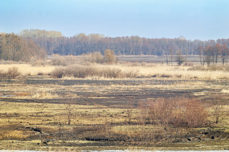A landscape of burnt grassland with patches of dry vegetation, bushes, and trees in the distance under a clear sky.の写真素材
