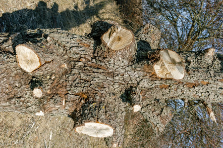 Close-up of a tree trunk with multiple cut branches, showing rough textured bark and fresh wood cuts...