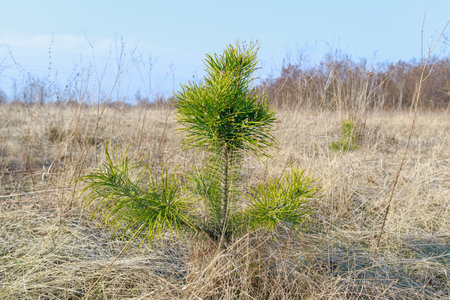 A lone pine sapling grows in a dry open landscape, symbolizing new growth, resilience, and the power of nature.の写真素材