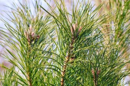 Detailed close-up of vibrant green pine tree needles with a soft-focus background. The image...