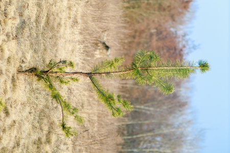 A small, resilient pine tree grows in a dry, open field, surrounded by sparse vegetation and distant woodlandの写真素材