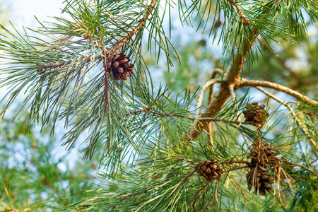 Close-up of pine tree branches with green needles and brown cones, illuminated by sunlight. A...