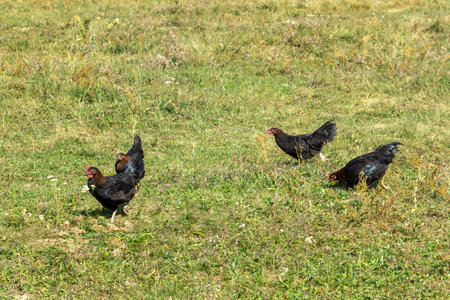 A group of black free-range chickens roam and forage in a green rural field, symbolizing sustainable farming, organic poultry, and natural living.の写真素材