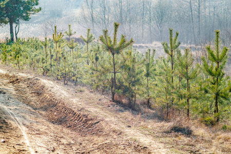 A row of young pine trees growing beside a rugged dirt road in a rural setting, with a misty forest in the background.の写真素材